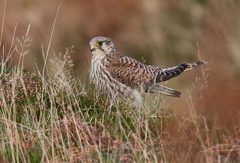 Female Kestrel.jpg