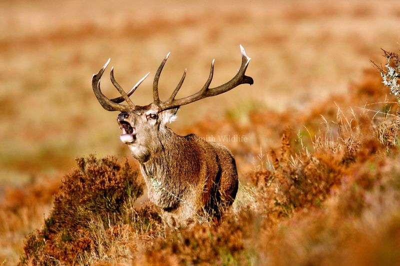 Golden Stag Bolving.jpg