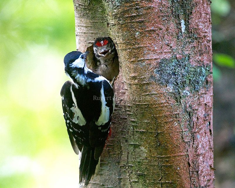 Great Spotted Woodpecker with young.jpg
