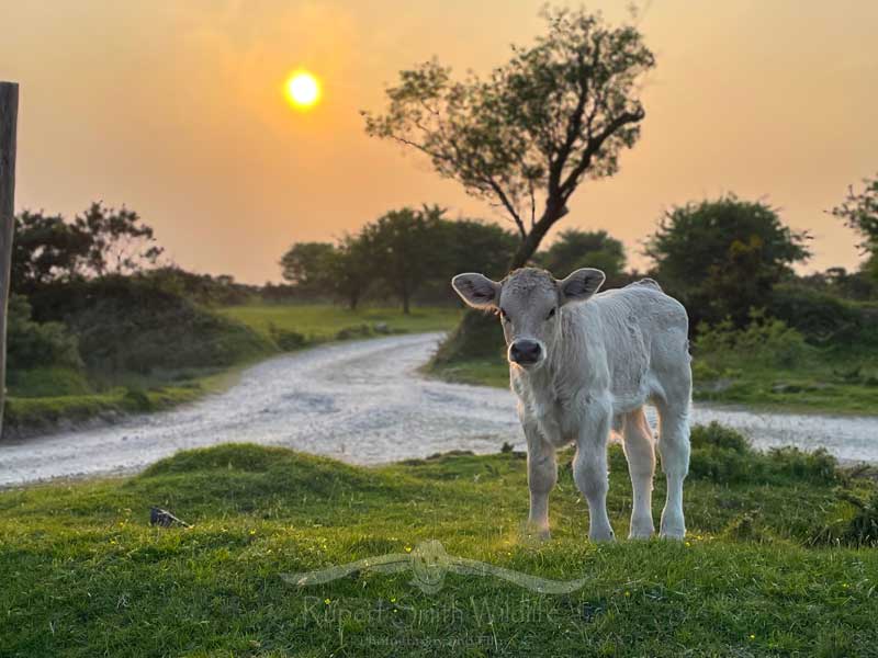 Highland-cow calf Sunset.jpg