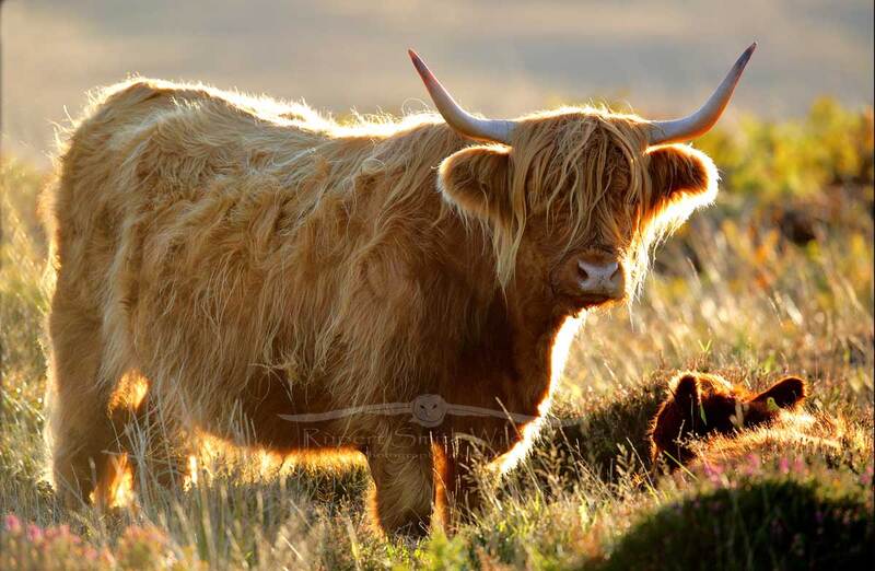 Highland-cow-golden-sunset.jpg :: Highland Cow at Sunset