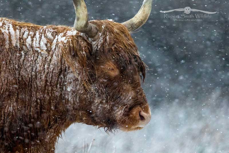 Highland-cow-in-snow 2.jpg