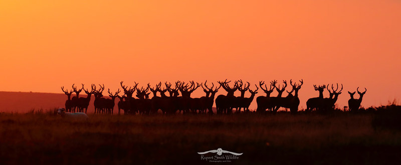 Panoramic Red-Deer-Stags-at-sunset-Exmoor-2020-by-Rupert-Smith.jpg :: Red Deer Stags at Sunset -Exmoor by Wildlife Cameraman and photographer Rupert Smith 2020