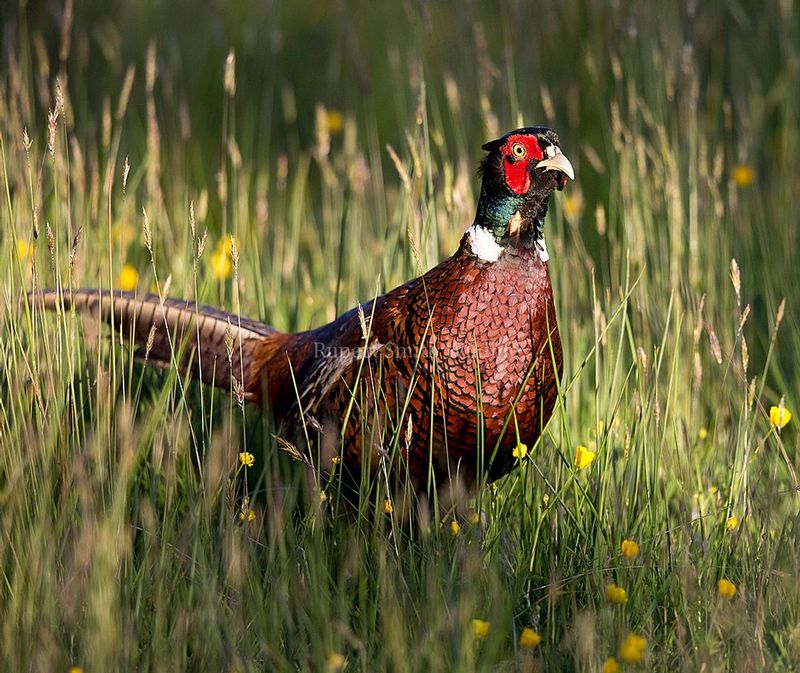 Pheasant in buttercups.jpg