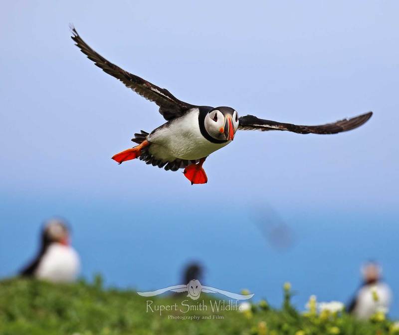 Puffin in Full Flight.jpg :: Puffin in flight -