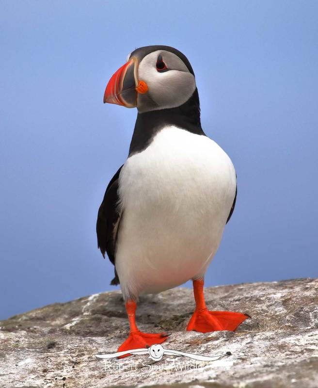 Puffin.jpg :: Puffin - 
