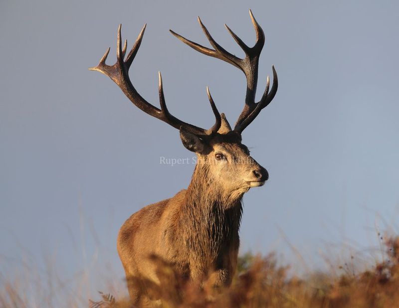 Red Deer stag 5 and 4.jpg