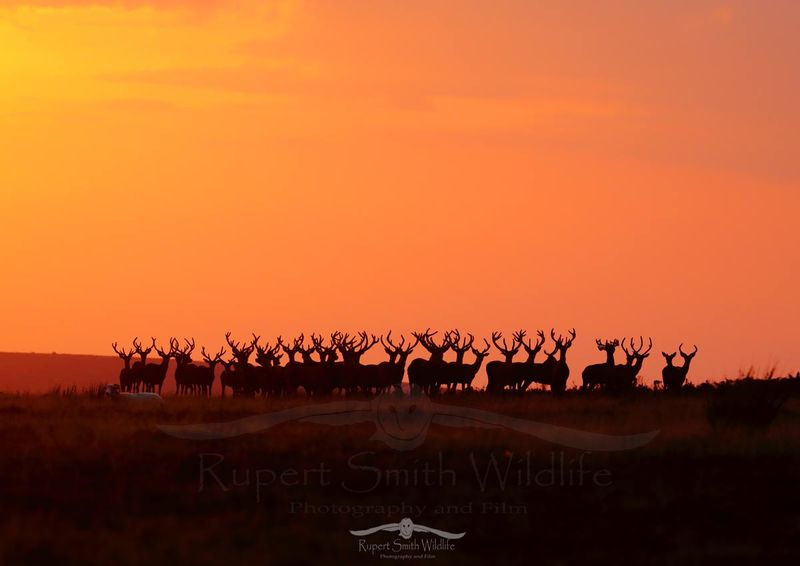 Red-Deer-Stags-at-sunset-Exmoor-non-panoramic-2.jpg :: Red Deer Stags at Sunset - Exmoor , UK.