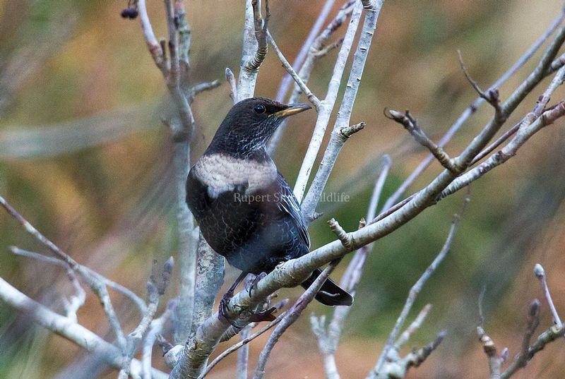 Ring ouzel.jpg