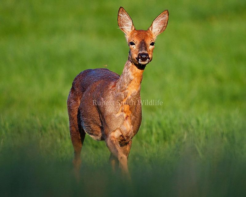 Roe Doe in moult.jpg