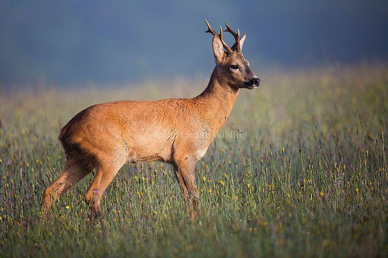 Roe buck early morning.jpg :: Stunning roe buck early morning in June on Exmoor