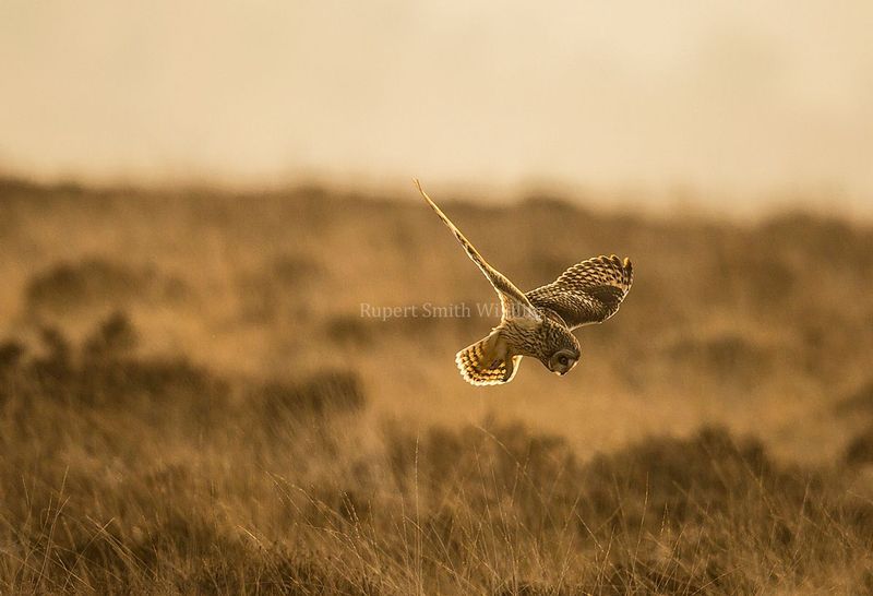 Short eared Owl hunting Sunset.jpg
