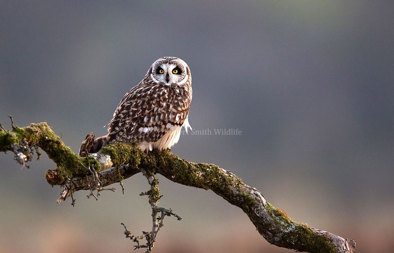 Short eared owl on branch Exmoor winter 1.jpg