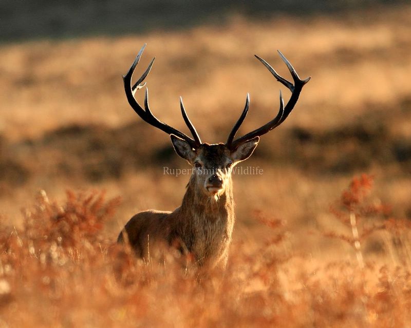 Stag early morning - Exmoor.jpg