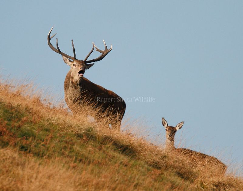 Stag on hill.jpg