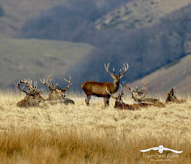 Stags-Group -Exmoor.jpg :: Group of Red Deer stags on Exmoor