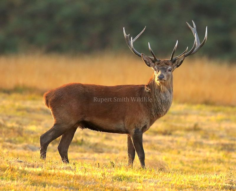 Sun lit Stag - Exmoor.jpg