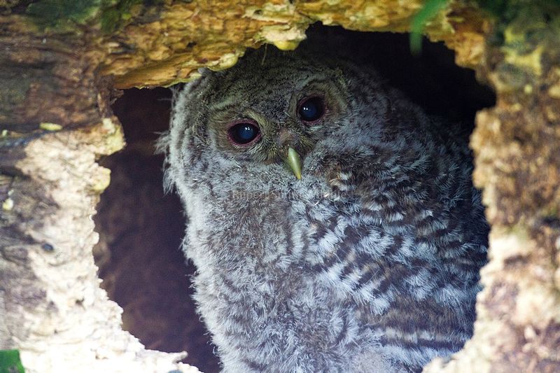 Tawny Owl chick about to leave nest.jpg