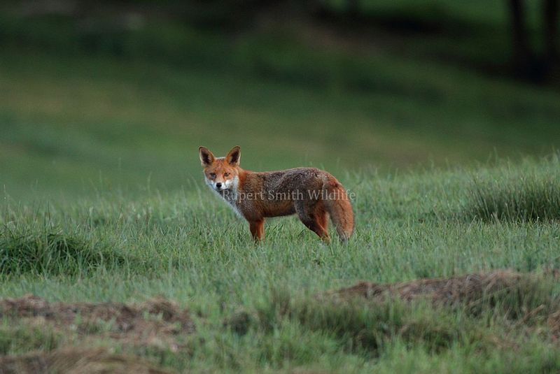 Vixen fox on farmland.jpg