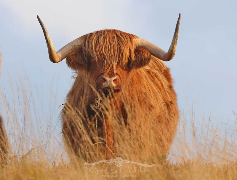 highland cow on exmoor.jpg