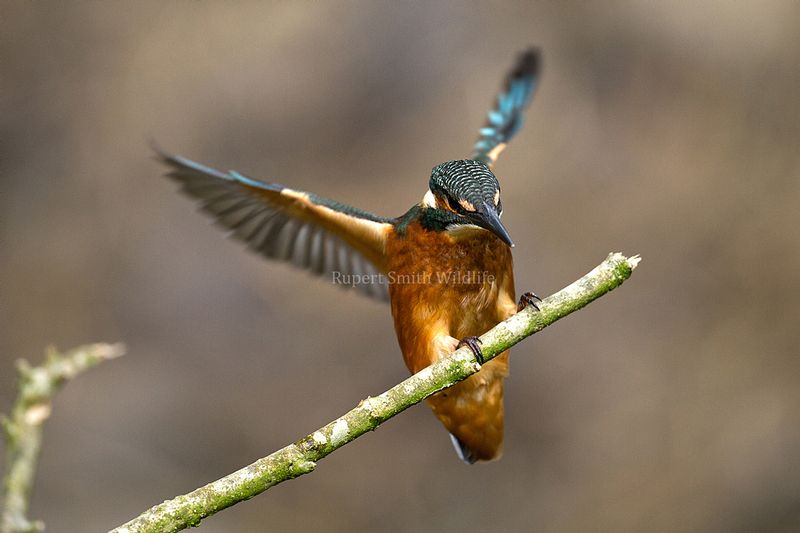 kingfisher landing.jpg