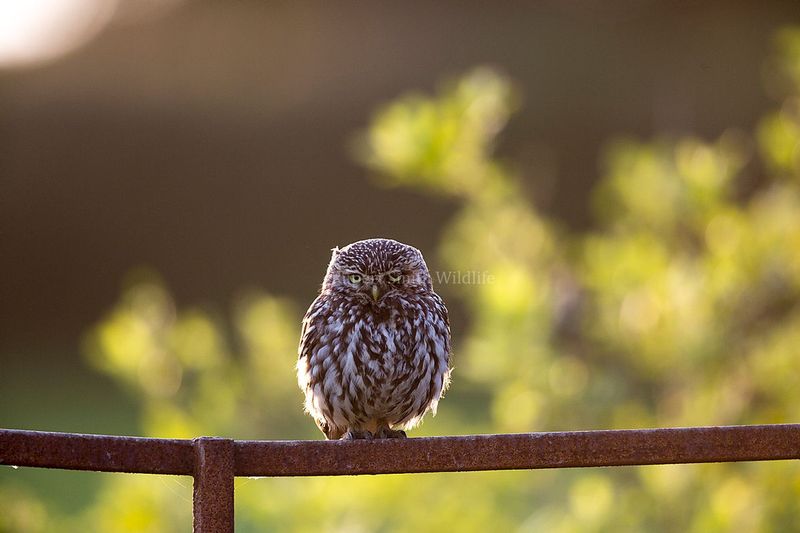 little owl on gate.jpg