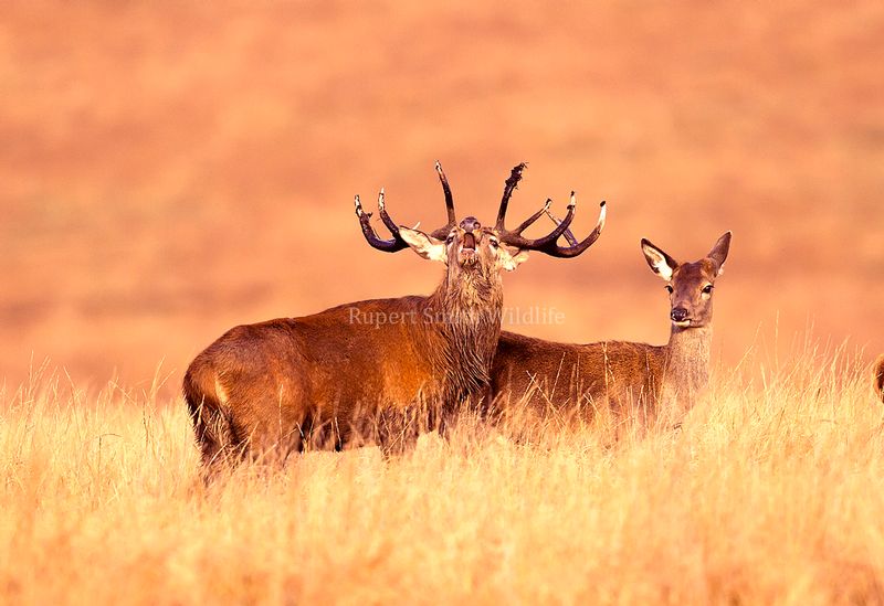 stag 5 and 4 and hind roaring.jpg
