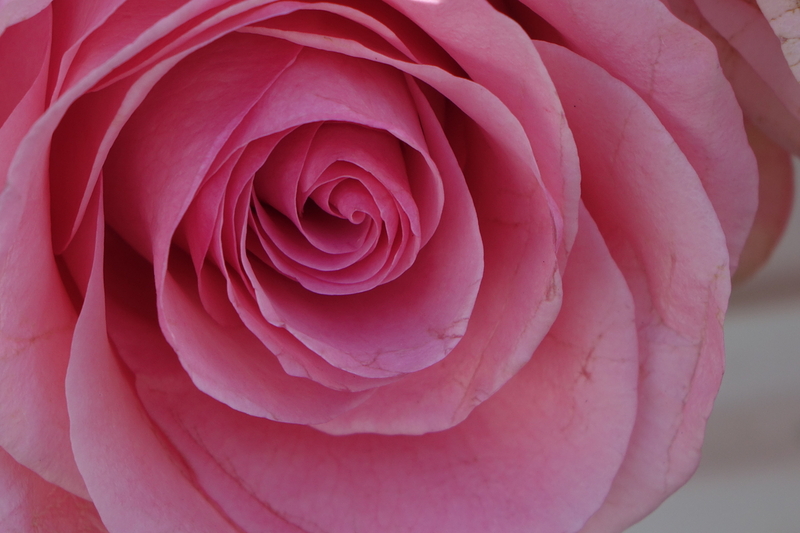 DSC00560.jpg
