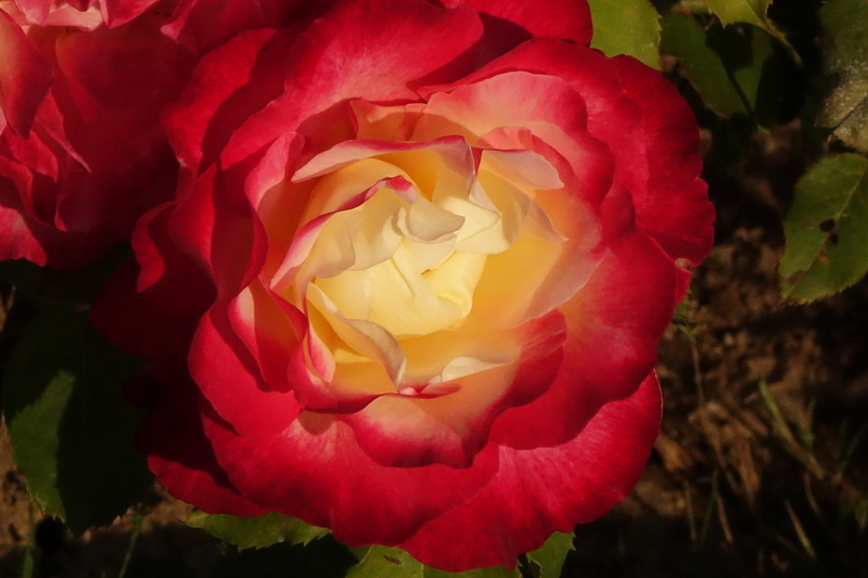 DSC00595.jpg