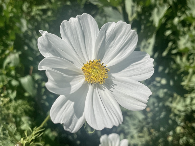 IMG_8384.jpg :: Garden Cosmos