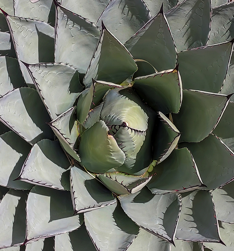 Agave (1 of 1).jpg