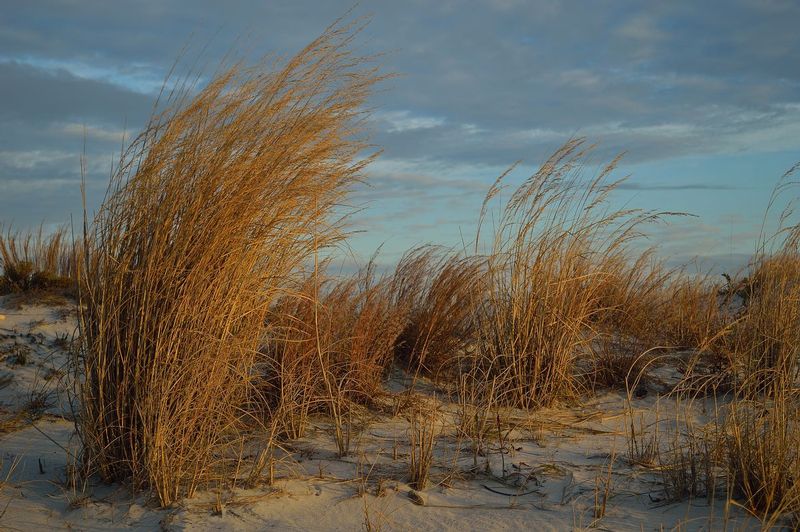 Beach Grassrev.jpg