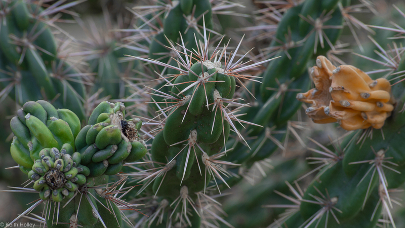 Cholla.jpg