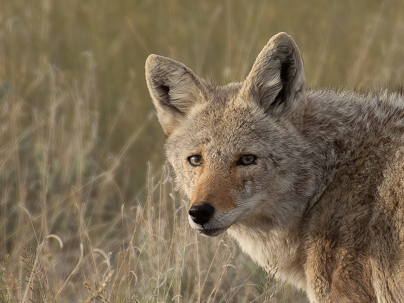 Coyote close up-1.jpg