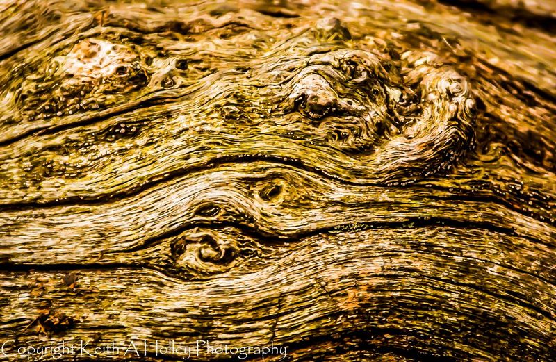 Fallen Tree1.jpg