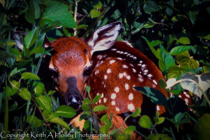 Fawn.jpg