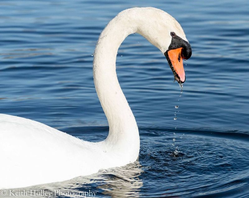 Feeding swan.jpg