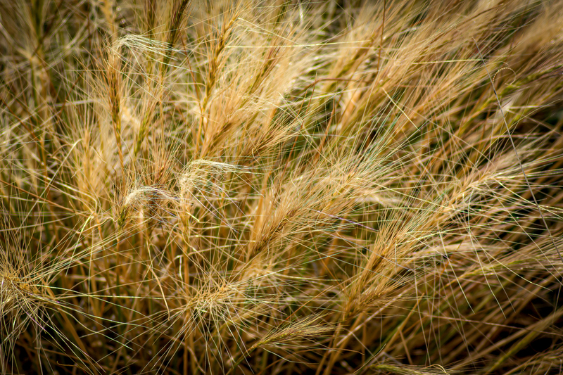 Foxtail Galisteo Basin.jpg