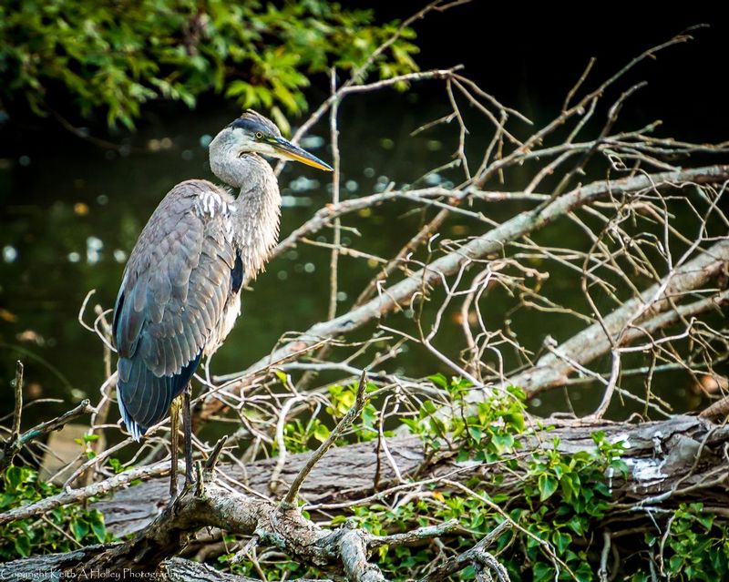Great Blue Heron.jpg