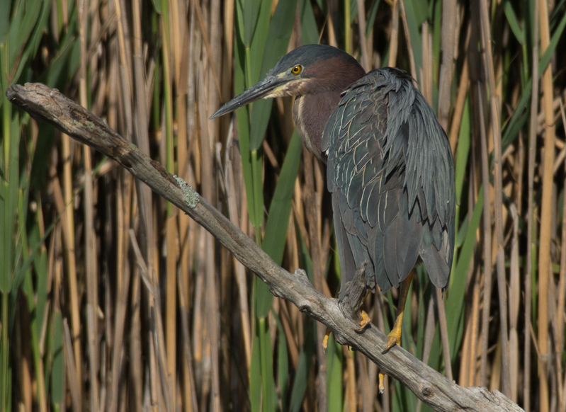 Green Heron(1).jpg