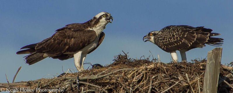 Heckscher Park Osprey 1 (1 of 1).jpg