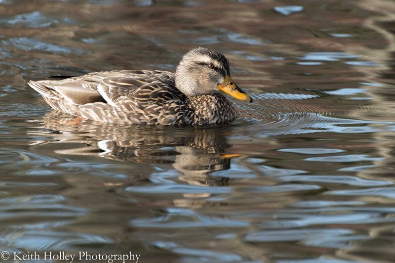 Hen Mallard.jpg