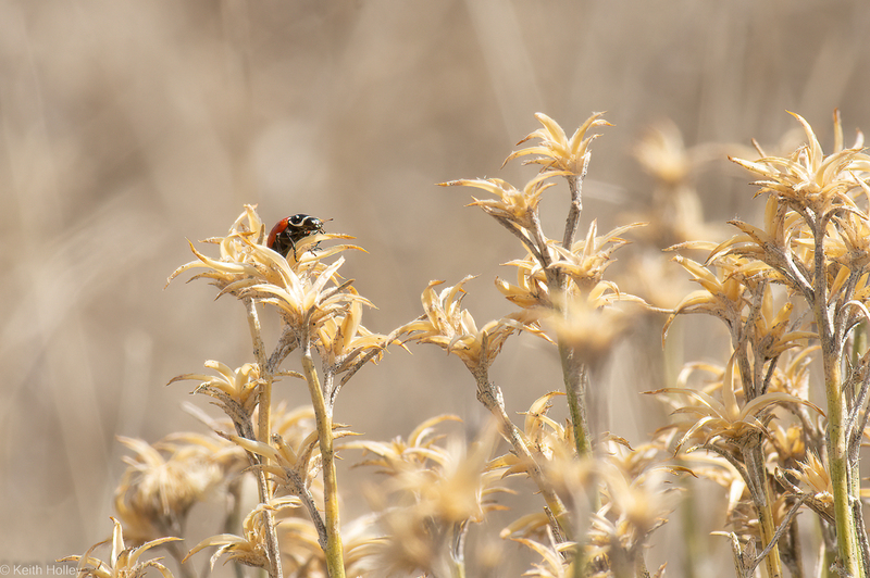 Ladybug-1.jpg