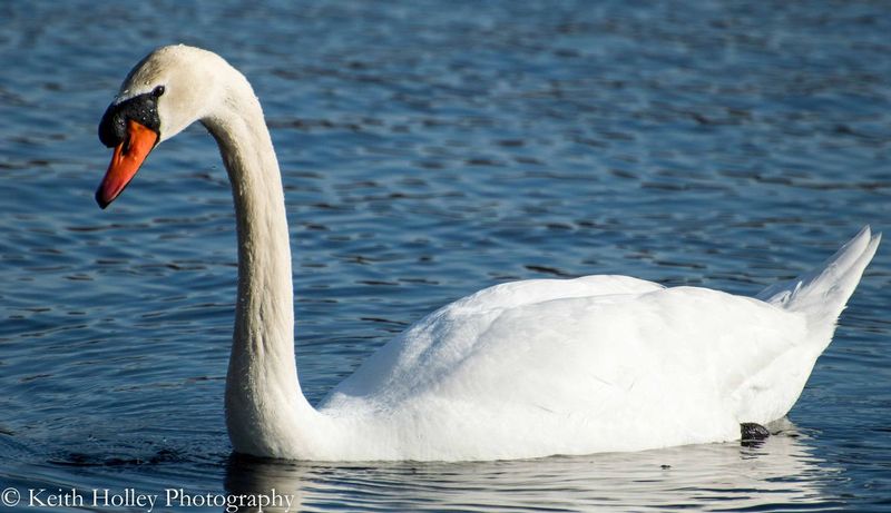 Majestic Swan.jpg