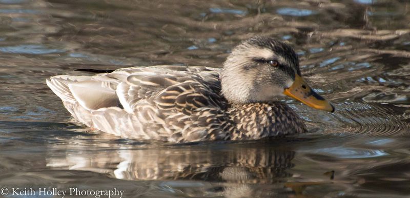 Mallard Hen.jpg