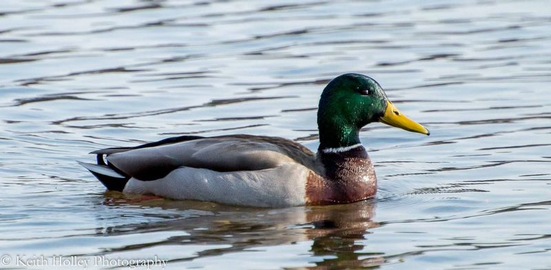 Mallard drake.jpg