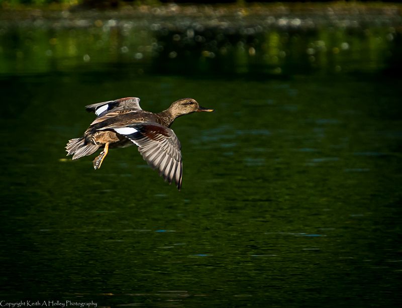 Mallard.jpg