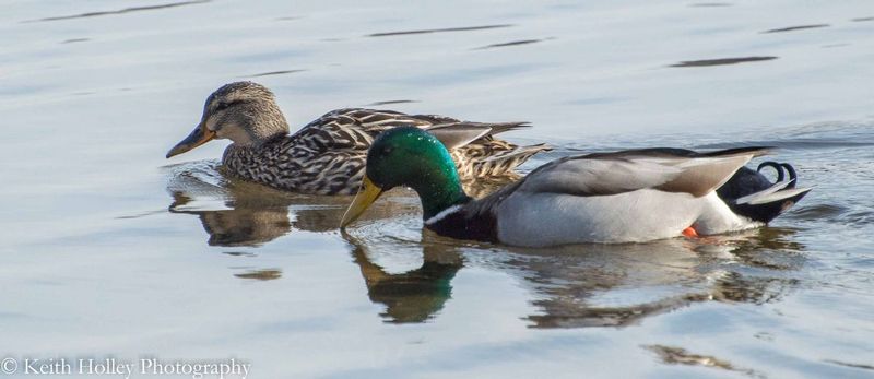 Mallards.jpg