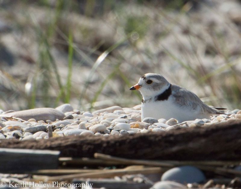 Nesting Piping Plover.jpg