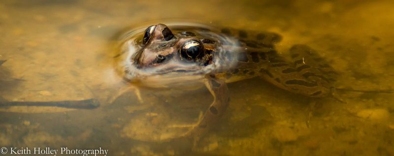 Pickerel Frog.jpg